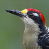 Black-cheeked Woodpecker