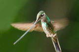 Sword-billed Hummingbird