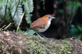  White -bellied Antpitta