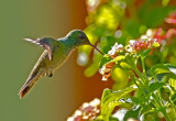 Versicolored Emerald