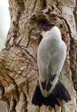 Black-crowned Tityra