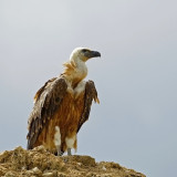 Griffon Vulture