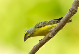 Yellow- fronted Canary