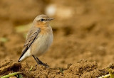 Northern Wheatear