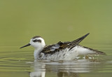 Red- necked Palarope