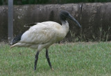 Australian White Ibis