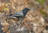 Fan-tailed Cuckoo