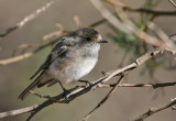 Red-capped-Robin-(fem) ?????