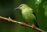 Reg-legged Honeycreeper (fem)