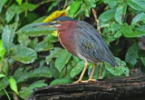 Green Heron