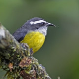 Bananaquit