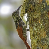 Black-stripped Woodcreeper