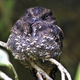 Lyre-tailed Nightjar