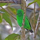 Glistening Green-Tanager