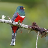 Masked Trogon