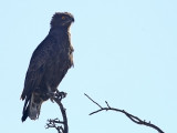 Brown Snake- Eagle