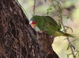 White-fronted Parrot