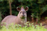 Tapir Brazil