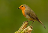 European Robin