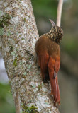 Spotted Woodcreeper