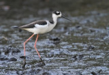 Black-necked Stilt