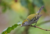 Chestnut-sided Warbler