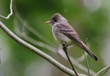      ????  Flycatcher