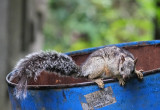 Squirrel Nicaragua