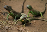 Lizard Nicaragua