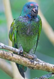Blue-headed Parrot (juv)