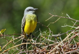 Tropical-Kingbird