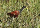 Northern-Jacana