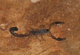 Scorpion  Nicaragua.