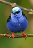 Red-legged Honeycreeper