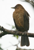 Clay-colored-Robin