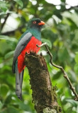 Slat-tailed Trogon