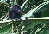 Howler-Monkey 