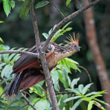 Hoatzin