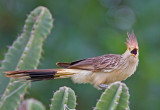 Guira Cuckoo