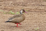 Brazilian Teal