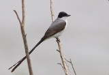 Fork-tailed-Flycatcher