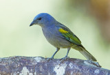 Golden-chevroned Tanager