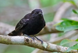 Mato-grosso Antbird