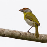 Rufous-browed Peppershrike