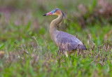 Whistling Heron