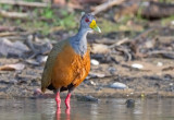 Gray-necked Wood-Rail