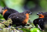 Dark-baced Wood-Quail