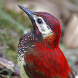 Crimson-mantled Woodpecker