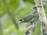 Red-headed Barbet (fem)