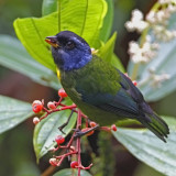 Moss-backed Tanager